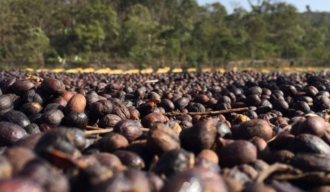 Coffee Beans Sidamo Nensebo